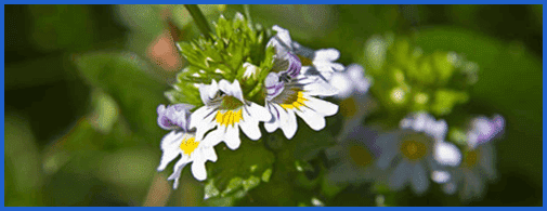 Eyebright flowers