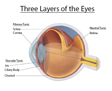 Three-Layers-of-Eyes